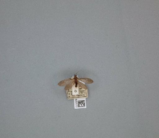 Athripsodes grumicha (Vallot, 1855) - 014409572_261463_1744157