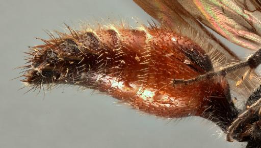 Mutilla oculifera Smith, F., 1855 - 010819771_Traumatomutilla_oculifera_holotype_metasoma_ventral