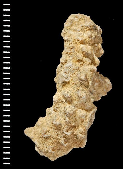 Acropora saludensis - Fossil Coral AZ3129
