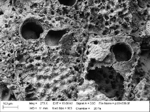 Cellepora quadrangularis Lonsdale, 1845 - PI D 53193 - Cellepora quadrangularis