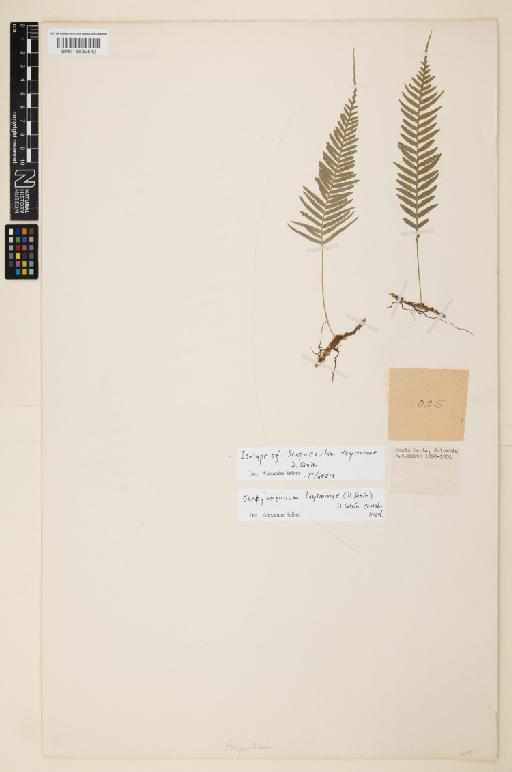 Campyloneurum tayronae (D.Sanín) comb. ined. - 013859542