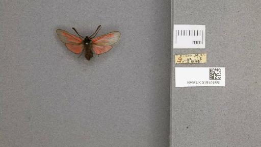 Zygaena (Mesembrynus) purpuralis purpuralis (Brünnich, 1763) - 015191551_775459_1477570