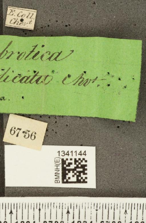 Aristobrotica Bechyné, 1956 - BMNHE_1341144_label_22896