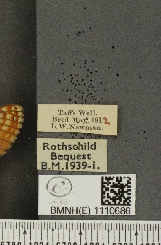 Euphydryas aurinia (Rottemburg, 1775) - BMNHE_1110686_label_52272