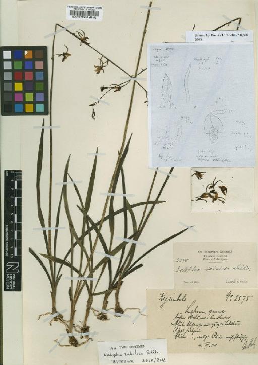 Eulophia sabulosa Schltr. - BM000529506