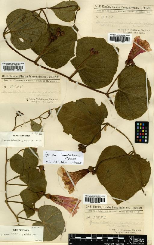 Ipomoea homotrichoidea O'Donell - BM001034347