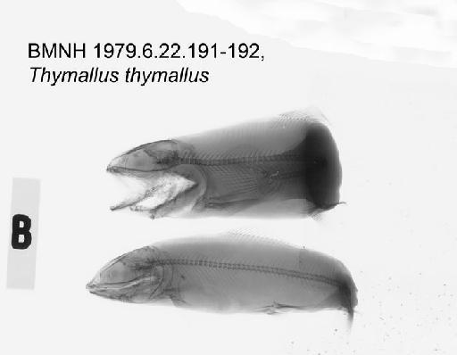 Thymallus thymallus (Linnaeus, 1758) - BMNH 1979.6.22.191-192, Thymallus thymallus Radiograph