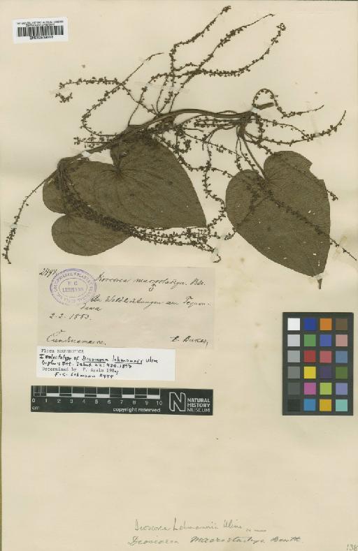 Dioscorea lehmannii Uline - BM000938008