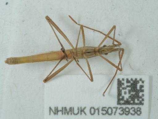 Chorosoma schillingii (Schilling, 1829) - 015073938_1