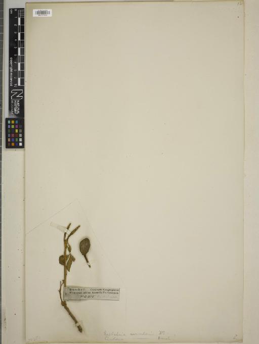 Maerua avicularis - BM010778760