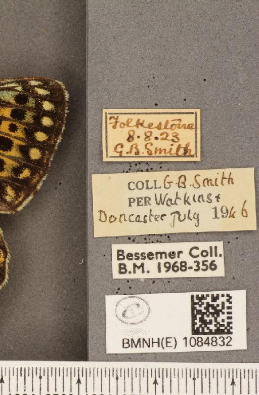 Argynnis aglaja (Linnaeus, 1758) - BMNHE_1084832_label_53762