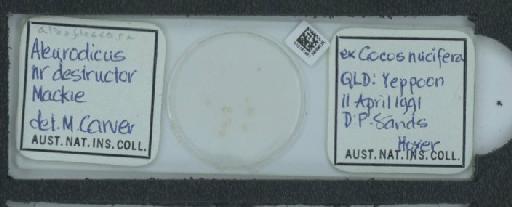 Aleurodicus albofloccosa Froggatt, 1918 - 010161481_117668_1091502