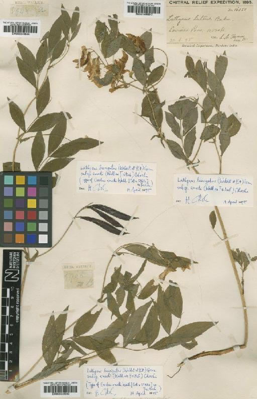 Lathyrus laevigatus subsp. emodi Ohashi - BM000946844