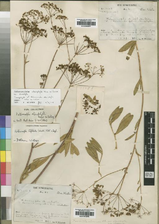 Heteromorpha trifoliata (Wendl) Eckl. & Zeyh. - BM000902677