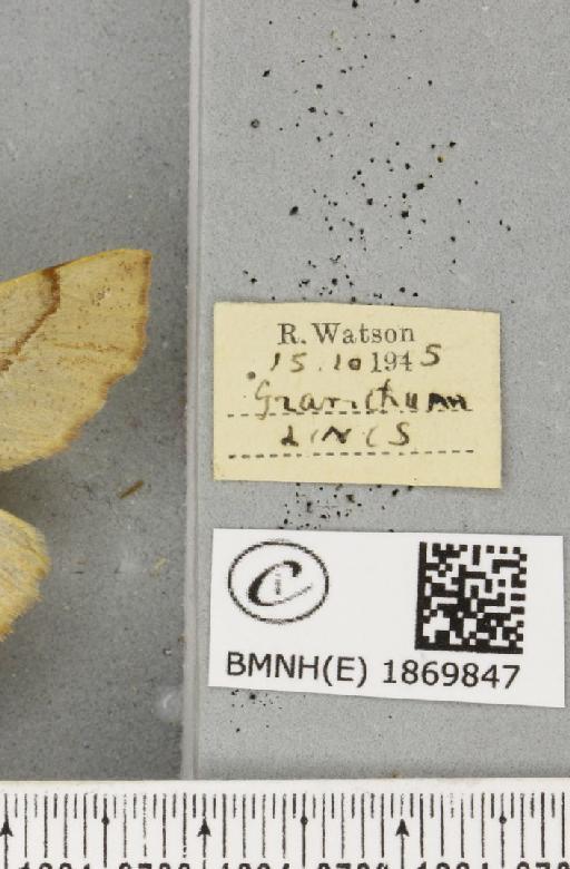 Colotois pennaria (Linnaeus, 1761) - BMNHE_1869847_label_454740