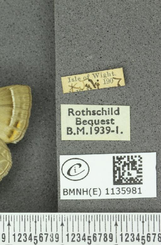 Neozephyrus quercus (Linnaeus, 1758) - BMNHE_1135981_label_94015