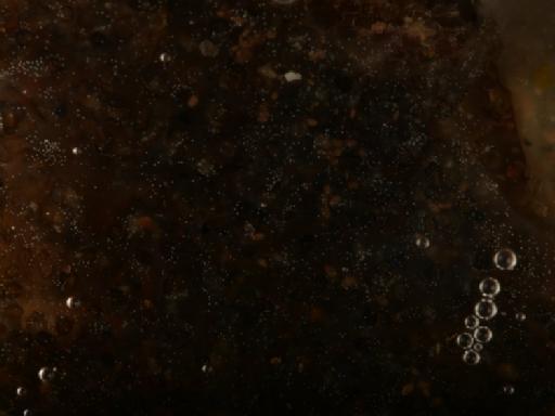 Ascidiacea Blainville, 1824 - 014451819_06