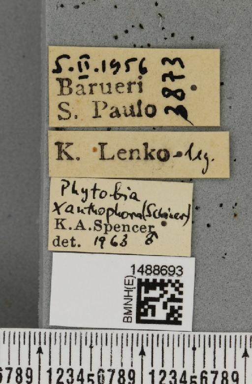 Phytobia xanthophora (Schiner, 1868) - BMNHE_1488693_label_52541