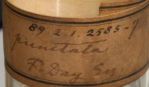 Ailia punctata (Day, 1872) - 1889.2.1.2585; Ailiichthys punctata; image of jar label; ACSI project image