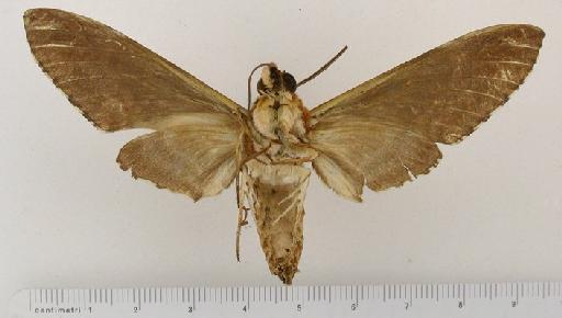 Protoparce laucheana (Druce, 1882) - Protoparce laucheana Druce, 1882 BMNH(E) 1054742 ventral