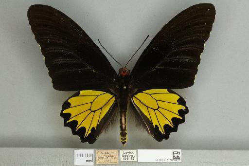 Troides helena cerberus Rothschild, 1895 - 013606227__599291