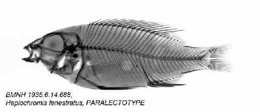 Haplochromis fenestratus Trewavas, 1935 - BMNH 1935.6.14.688, Haplochromis fenestratus, PARALECTOTYPE, Radiograph