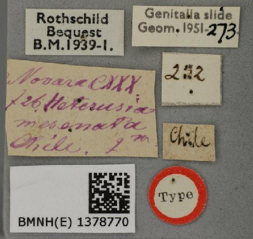 Heterusia mesenata Felder & Rogenhofer, 1875 - Heterusia mesenata Felder & Rogenhofer type 1378770 labels1