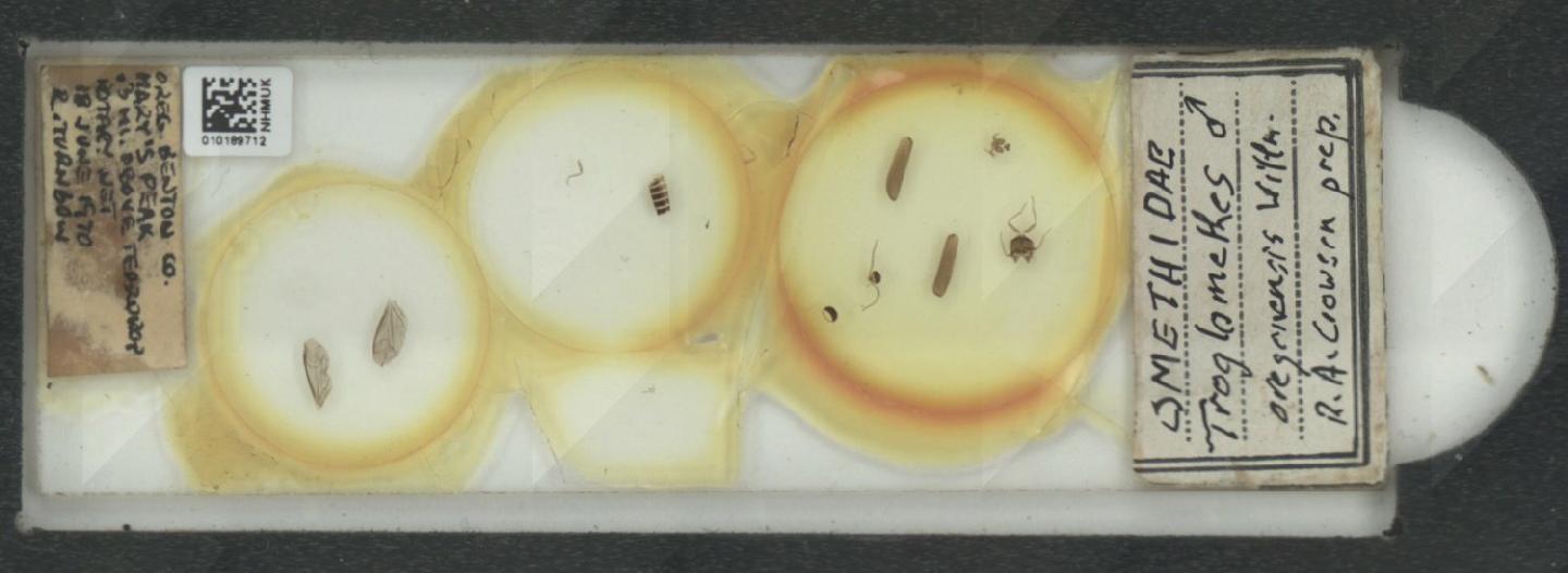 Troglomethes oregonensis thumbnail