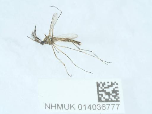Aedes (Ochlerotatus) annulipes (Meigen, 1830) - 014036777_1