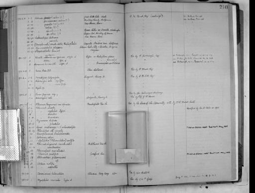 Lernaeenicus hemiramphi Kirtisinghe, 1933 - Zoology Accessions Register: Crustacea: 1905 - 1935: page 210