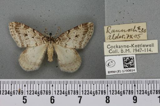 Epirrita autumnata ab. pallida Clark, 1896 - BMNHE_1790614_360846