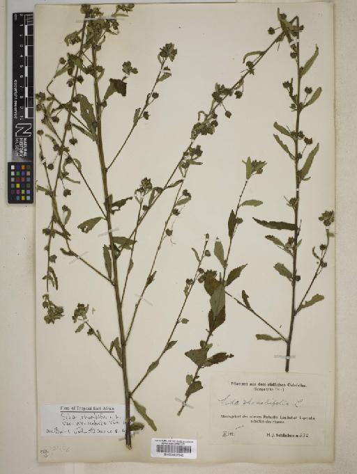 Sida rhombifolia var. afroscabrida - BM000827345