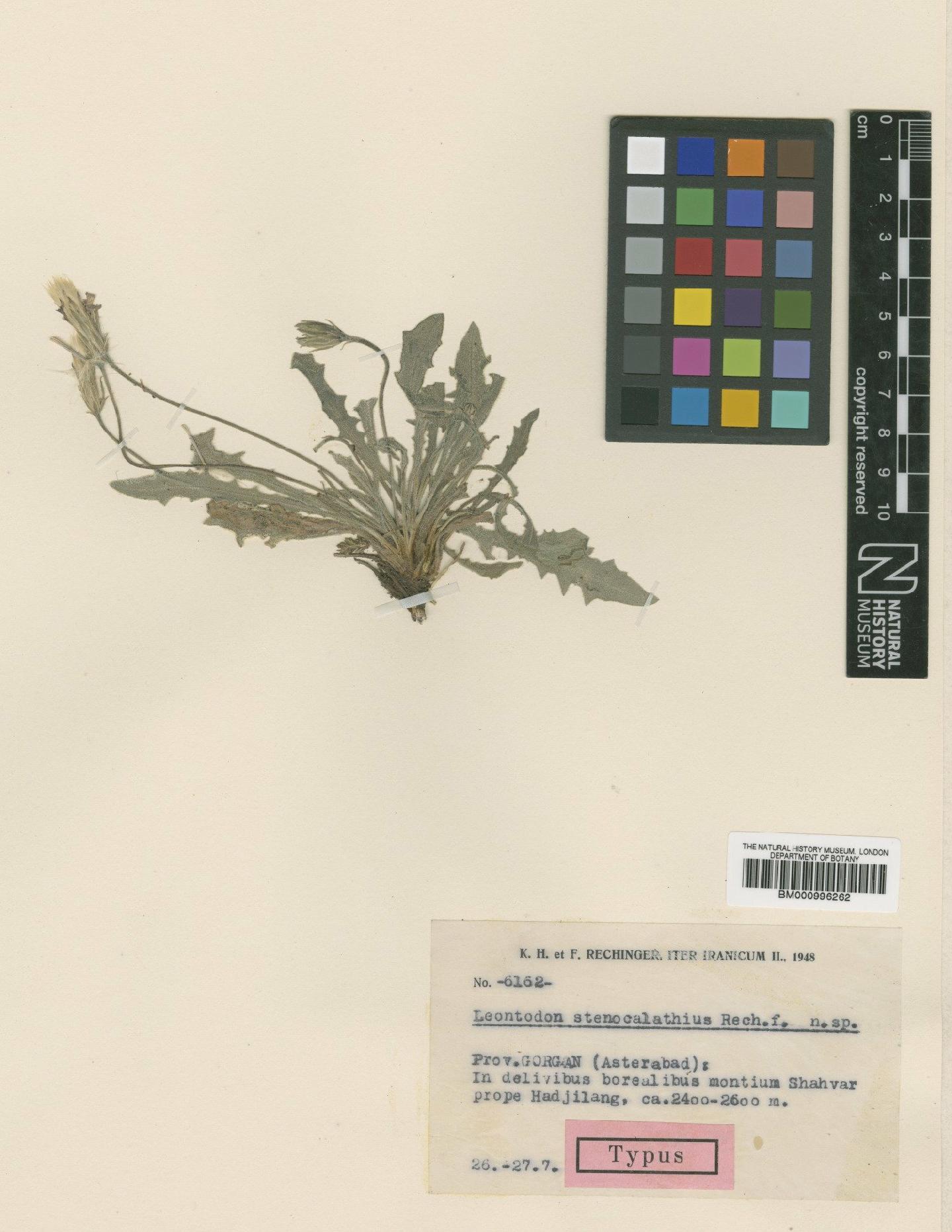 To NHMUK collection (Leontodon stenocalathius Rech.f.; Type; NHMUK:ecatalogue:480879)