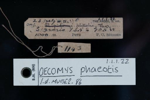 Oecomys phaeotis Thomas, 1901 - Oecomys_phaeotis-1901_1_1_22-Skin-Label