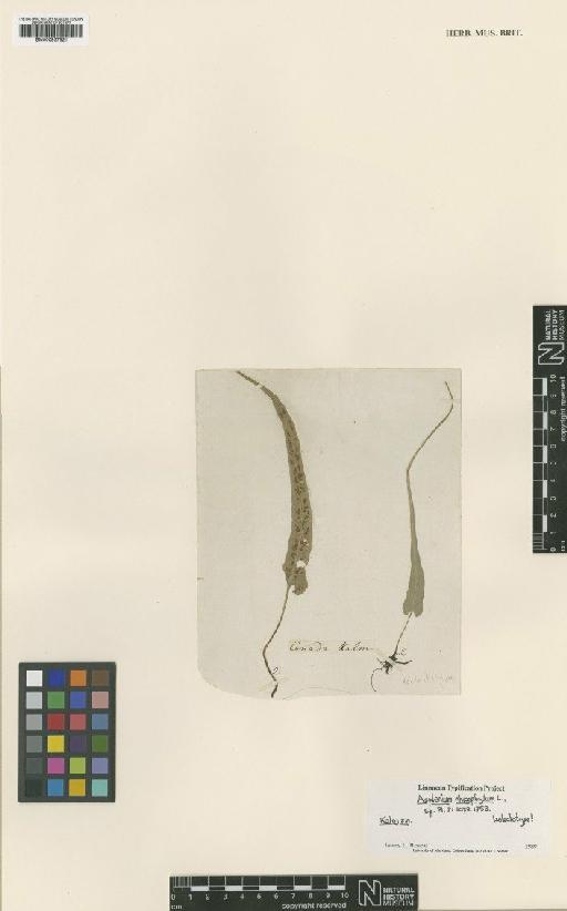 Asplenium rhizophyllum L. - BM000937821