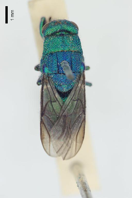 Chrysis gnatho Mocsary, A., 1914 - Chrysis_gnatho-BMNH(E)#970982_type-dorsal-1_25X