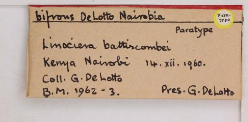 Nairobia bifrons De Lotto, 1964 - 010715140_additional