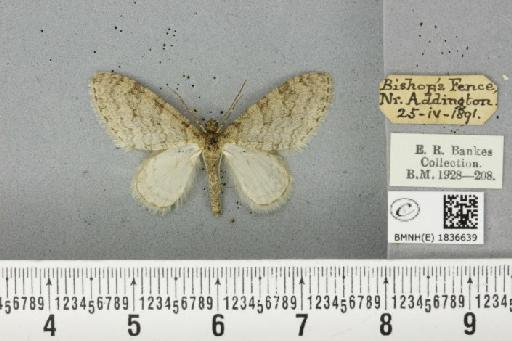 Trichopteryx carpinata ab. obscura Lempke, 1950 - BMNHE_1836639_409676