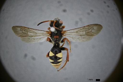 Nomada abyssinica Meade-Waldo, 1913 - Nomada_abyssinica-NHMUK010264943-lectotype-male-Habitus_dorsal-0_8x