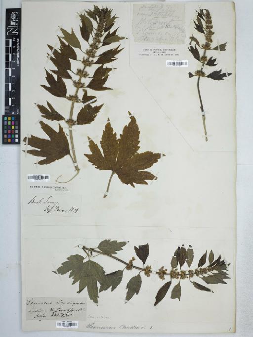 Leonurus cardiaca L. - BM001161476