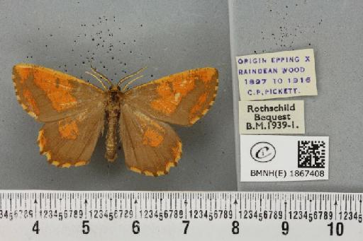 Angerona prunaria ab. pickettaria Prout, 1903 - BMNHE_1867408_439645