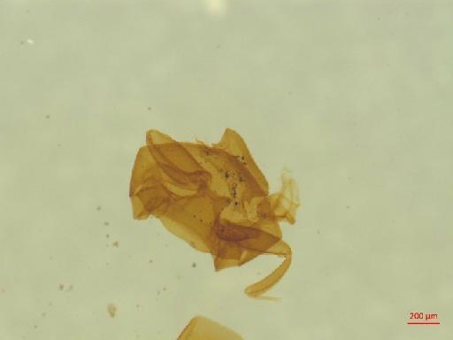 Histeridae Gyllenhal, 1808 - 010189983___3