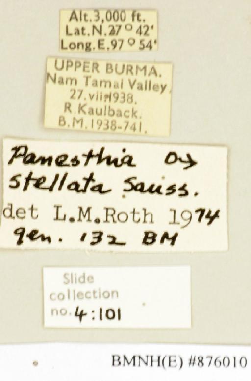 Panesthia stellata Saussure, 1895 - Panesthia stellata Saussure, 1895, male, non type, labels. Photographer: Edward Baker. BMNH(E)#876010