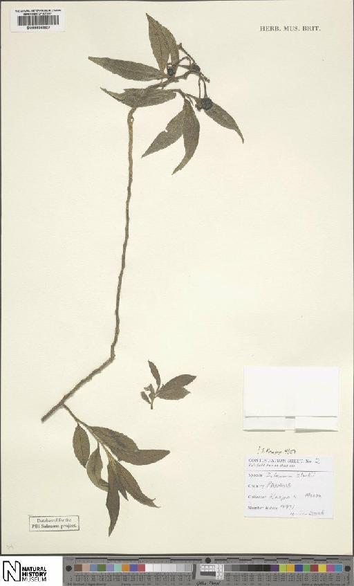 Solanum storkii C.V.Morton & Standl. - BM000848307