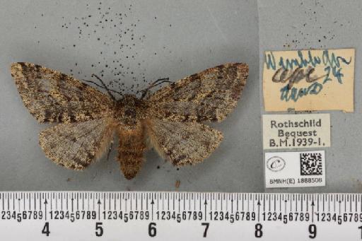 Lycia hirtaria ab. terroraria Krulikowsky, 1908 - BMNHE_1888508_457206