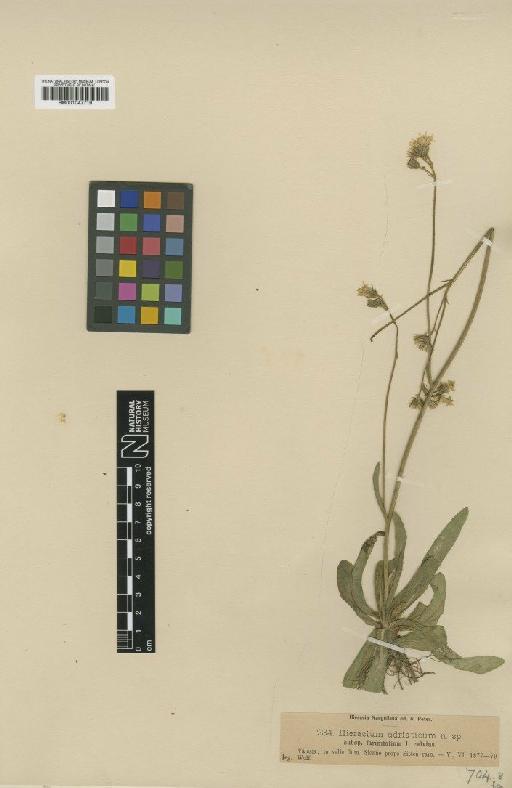 Hieracium adriaticum f. calvius Nägeli & Peter - BM001047719