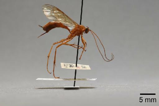 Netelia (Netelia) atlantor Aubert, 1971 - 015215110_lateral