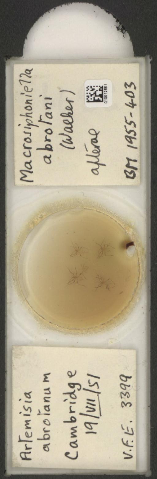 Macrosiphoniella abrotani Walker, 1852 - 010012661_112658_1094710