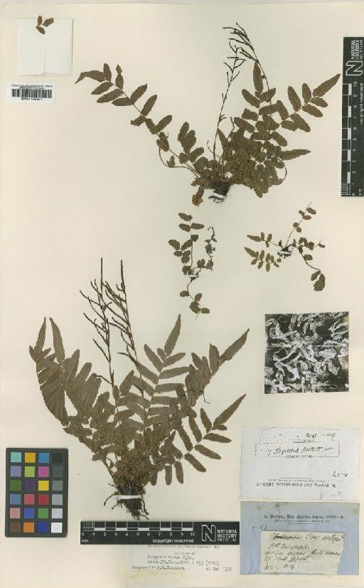 Blechnum minus (R.Br.) Ettingsh. - BM001048221