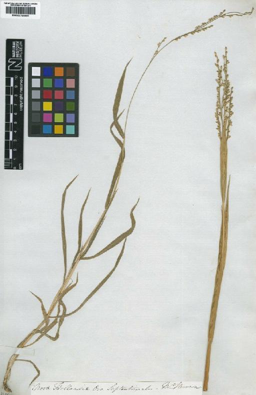 Brachiaria ramosa var. grandiflora Hughes - BM000795681